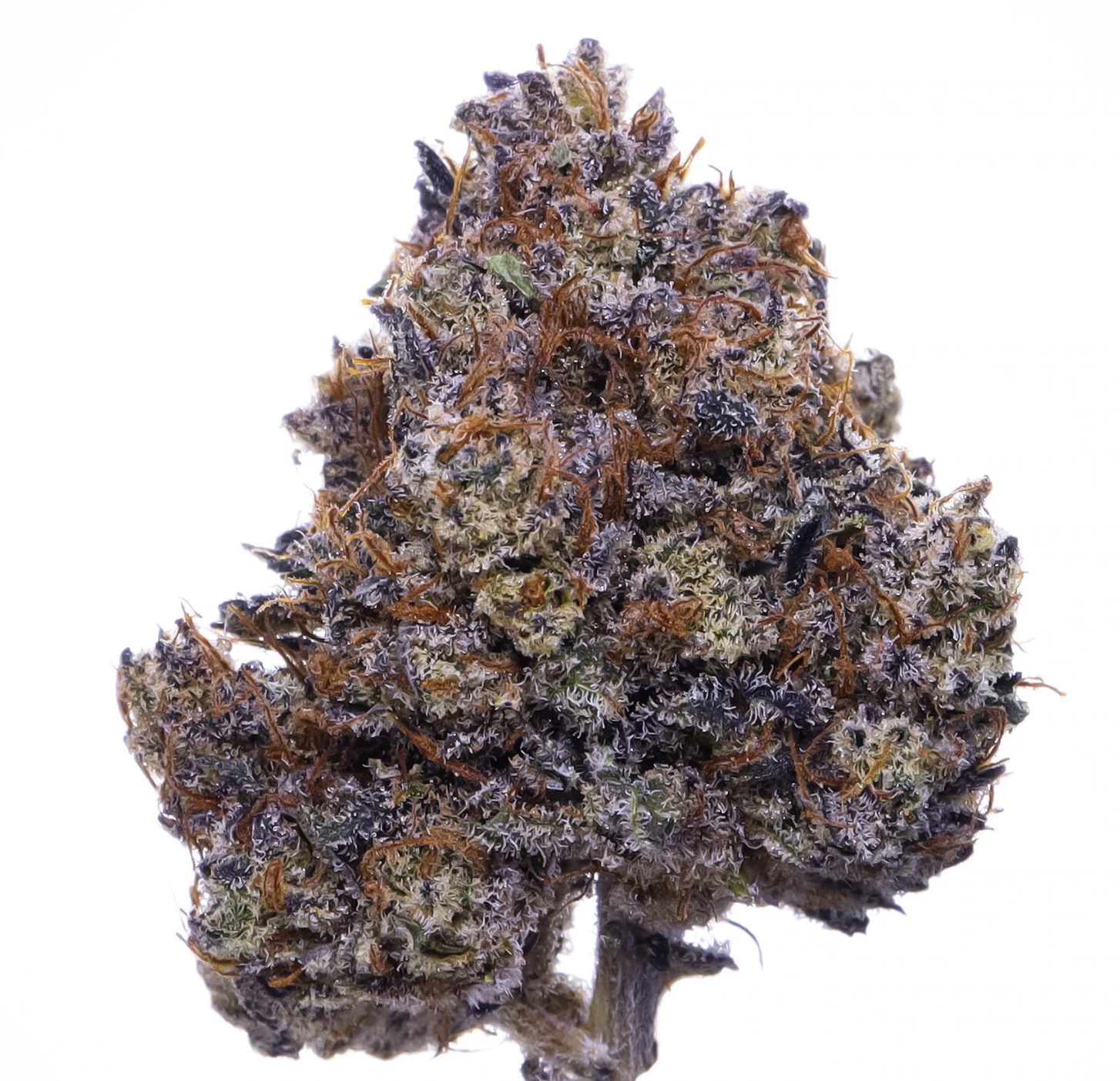 Purple Haze